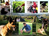collage_honden.jpg