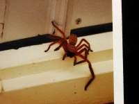 spider1.jpg