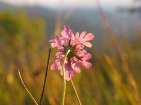 IMG_1237.JPG
