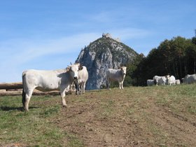 IMG_1266.JPG