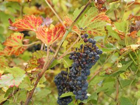 IMG_8098.JPG