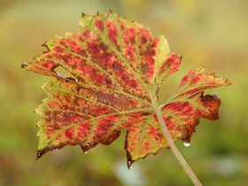 IMG_8100.JPG