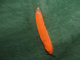 IMG_8141.JPG