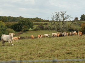 IMG_8169.JPG