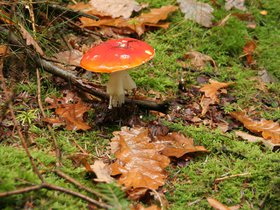 IMG_8285.JPG