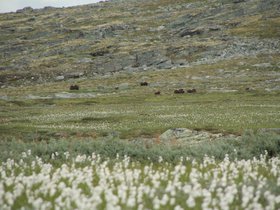 IMG_7238.JPG