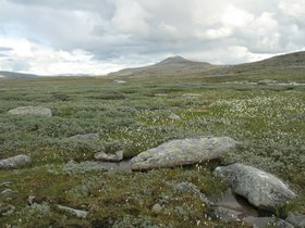 IMG_7239.JPG