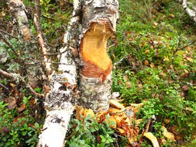 IMG_6929.JPG