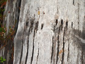 IMG_7031.JPG