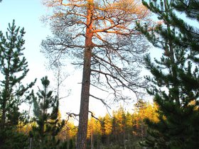 IMG_7379.JPG