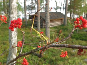 IMG_5135.JPG