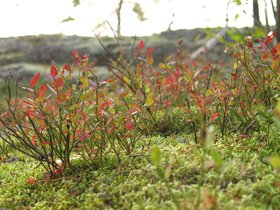 IMG_5138.JPG