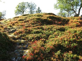 IMG_7992.JPG