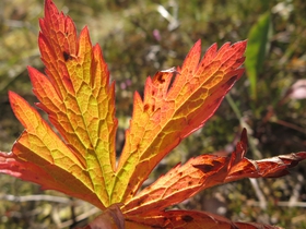 IMG_8975.JPG