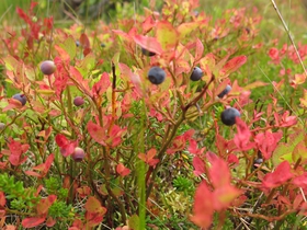 IMG_9142.JPG