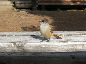IMG_0731.JPG