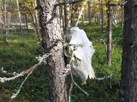 IMG_0785.JPG