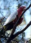 galah.jpg