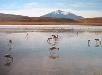 Flamingos bij Laguna Hedona, Altiplano