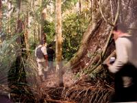 Wandelen in het regenwoud
